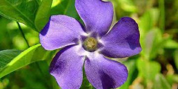 Vinkristin Sülfat Nedir?