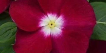 Vinsa Alkaloitleri Nedir?