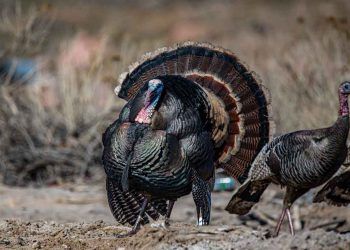 Viral Artritis Nedir?