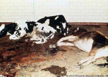 Viral Diyare Mukozal Hastalık Nedir?