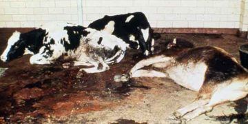 Viral Diyare Mukozal Hastalık Nedir?