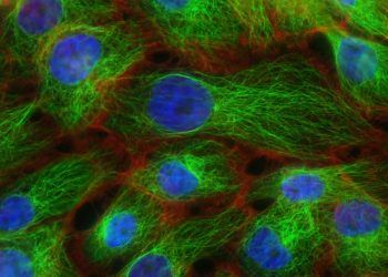 Viral Kanamalı Hastalık Nedir?