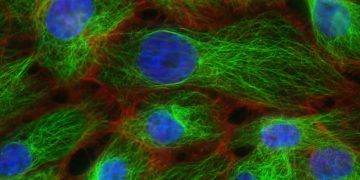 Viral Kanamalı Hastalık Nedir?