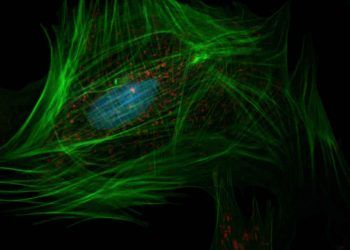 Viral Rekombinasyon Nedir?