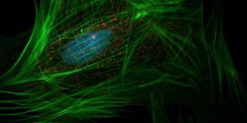 Viral Rekombinasyon Nedir?