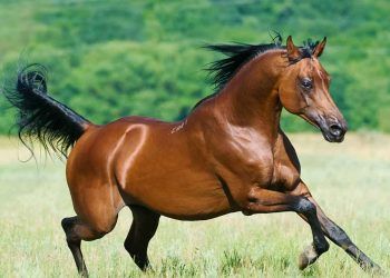 Arap At Irkı ve Özellikleri