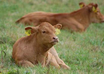 Buzağılarda Isı Stresi