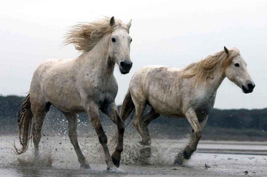 Camargue At Irkı ve Özellikleri