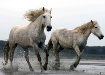 Camargue At Irkı ve Özellikleri