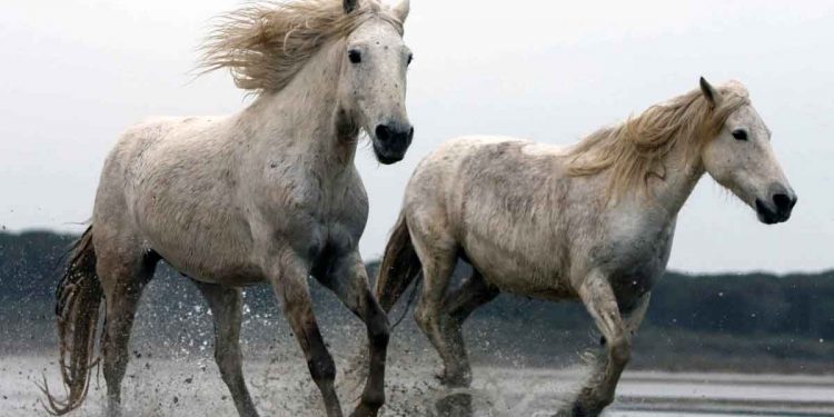 Camargue At Irkı ve Özellikleri