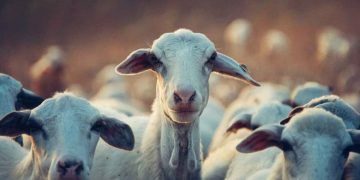 Çiftlik Hayvanlarında Hırıltılı Solunum