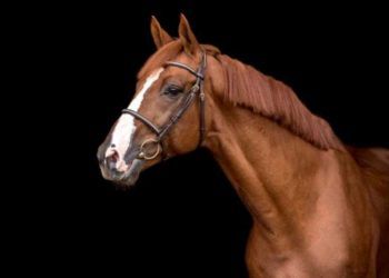 Fransız Binek At Irkı ve Özellikleri (Selle Français)