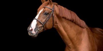 Fransız Binek At Irkı ve Özellikleri (Selle Français)