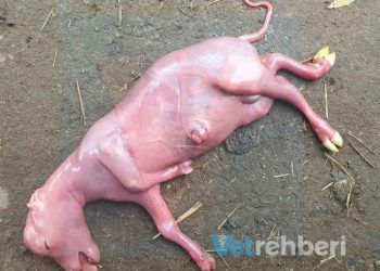 İnekler Neden Düşük Yapar?