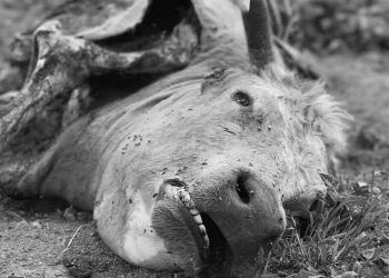 İnekler Neden Ölür?