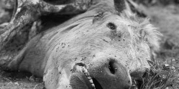 İnekler Neden Ölür?