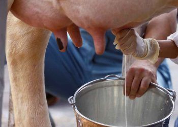 İneklerin Süt Verimi Nelere Bağlıdır?