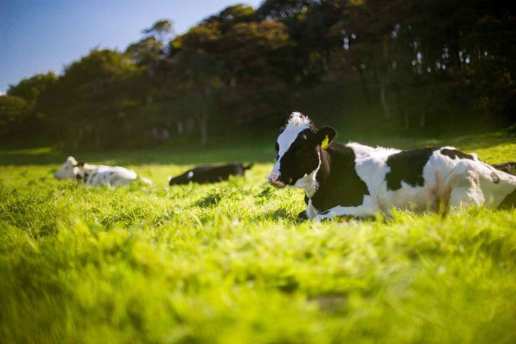 Isı Stresi ve Rumen Sağlığı