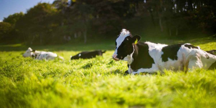 Isı Stresi ve Rumen Sağlığı