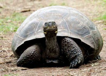 Kaplumbağaların Yaşı Nasıl Hesaplanır?