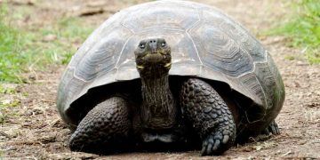 Kaplumbağaların Yaşı Nasıl Hesaplanır?