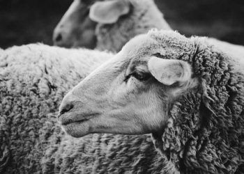 Koyunlarda Tüy Çekme