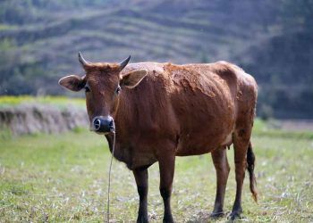 Lohusa İneklerde Hemoglobinüri