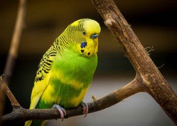 Muhabbet Kuşunun Ömrü Ne Kadar?