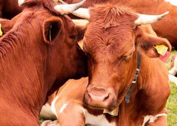 Sığırların Irk Islahında Neredeyiz?