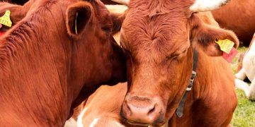 Sığırların Irk Islahında Neredeyiz?