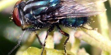 Vida Kurdu Enfeksiyonları Nedir?