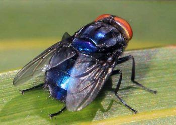 Vida Kurdu Sineği Nedir?