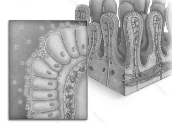 Villi İntestinales Nedir?