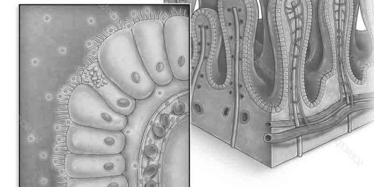 Villi İntestinales Nedir?