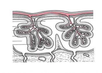 Villi Koryalis Nedir?
