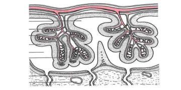 Villi Koryalis Nedir?