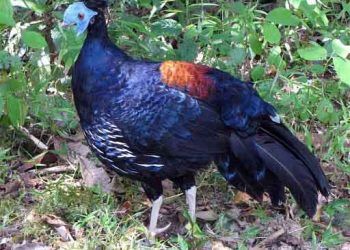 Vilyot Alev Sırtlı Sülünü Nedir?