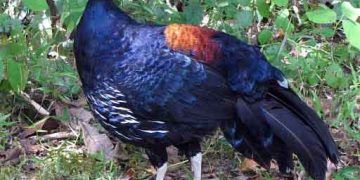 Vilyot Alev Sırtlı Sülünü Nedir?