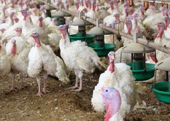 Altlık Kalitesini İyileştirmek İçin Hedeflenen Yaklaşımlar