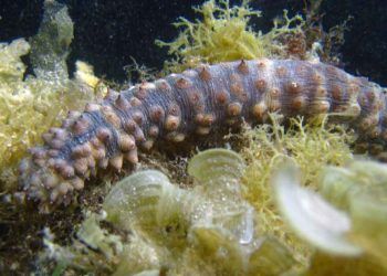 Deniz Hıyarı (Müsilaj)