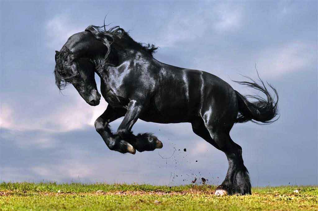 Friesian At Irkı ve Özellikleri - Atlar - VetRehberi