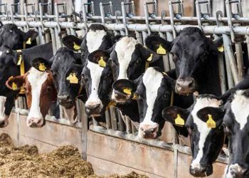 Hastalıktan Ari İşletmeler