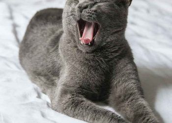 Kedilerin Ağız Kokusu Neden Olur?