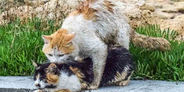 Kedilerin Çiftleşme Dönemi Ne Zamandır?