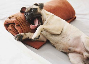 Köpeklerde Ağız Kokusunun Sebebi Nedir, Nasıl Geçer?