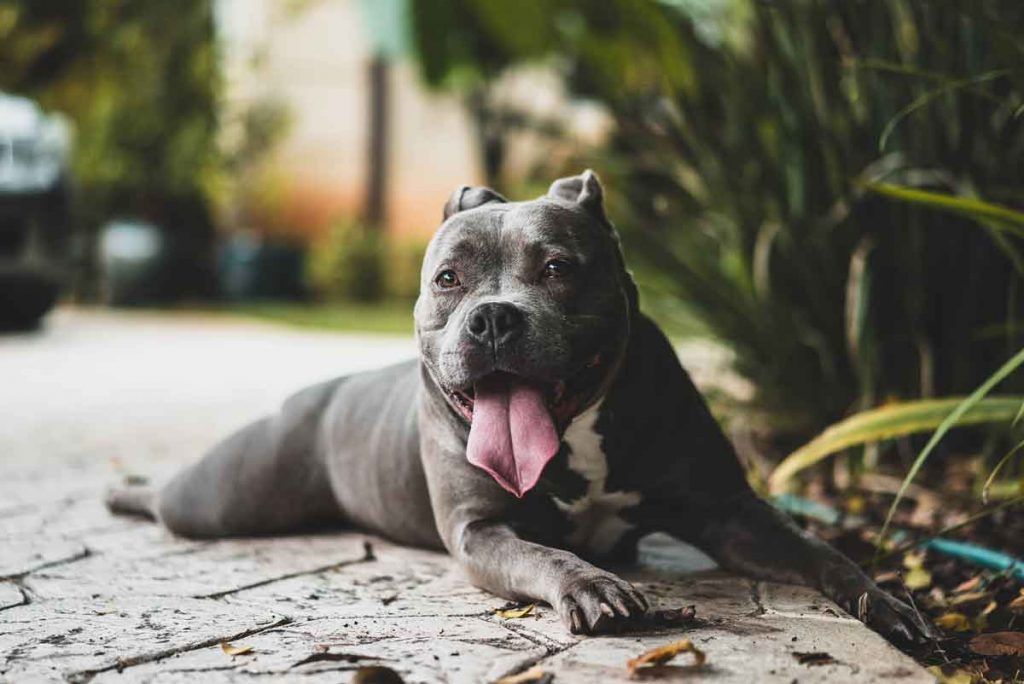 Köpeklerin Kuyruğu Neden Kesilir?