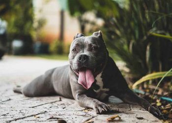 Köpeklerin Kuyruğu Neden Kesilir?