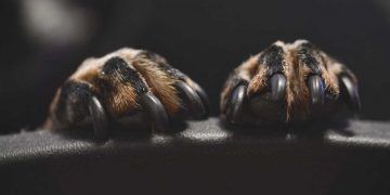 Köpeklerin Tırnakları Nasıl Kesilir?