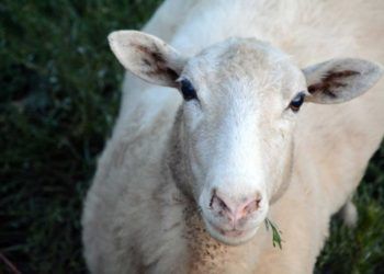 Koyunların Anaplasmosis Hastalığı