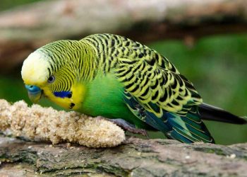 Muhabbet Kuşunun En Sevdiği Yiyecekler Nelerdir?